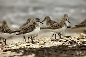 Pusilla: Atlantic horseshoe crab and semipalmated sandpipers (Ca
