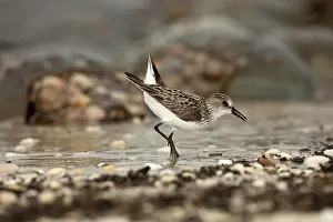 Pusilla: Atlantic horseshoe crab and semipalmated sandpipers (Cal