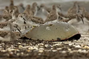 Pusilla: Atlantic horseshoe crab and semipalmated sandpipers (Cal