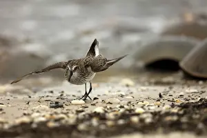 Pusilla: Atlantic horseshoe crab and semipalmated sandpipers (Cal