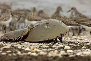 Pusilla: Atlantic horseshoe crab and semipalmated sandpipers (Cal