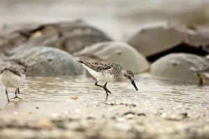 Pusilla: Atlantic horseshoe crab and semipalmated sandpipers (Cal