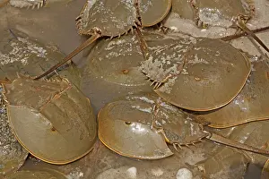 Limulus: Atlantic Horseshoe Crabs coming ashore to breed
