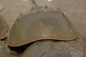 Limulus: Atlantic Horseshoe Crabs coming ashore to breed
