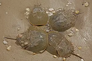 Limulus: Atlantic Horseshoe Crabs coming ashore to breed