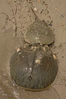 Limulus: Atlantic Horseshoe Crabs coming ashore to breed