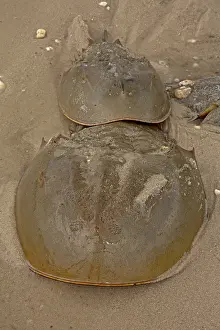 Limulus: Atlantic Horseshoe Crabs coming ashore to breed