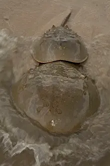Limulus: Atlantic Horseshoe Crabs coming ashore to breed