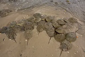 Limulus: Atlantic Horseshoe Crabs coming ashore to breed