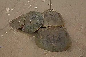 Limulus: Atlantic Horseshoe Crabs coming ashore to breed