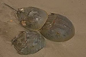 Limulus: Atlantic Horseshoe Crabs coming ashore to breed