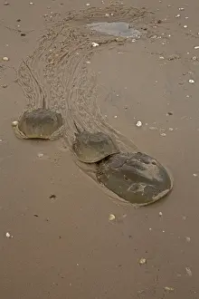 Limulus: Atlantic Horseshoe Crabs coming ashore to breed