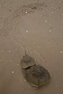 Limulus: Atlantic Horseshoe Crabs coming ashore to breed