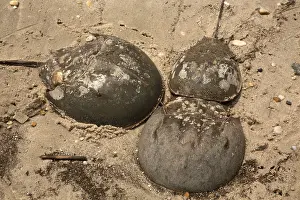 Limulus: Atlantic Horseshoe Crabs coming ashore to breed