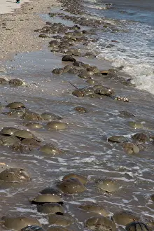 Limulus: Atlantic Horseshoe Crabs coming ashore to breed