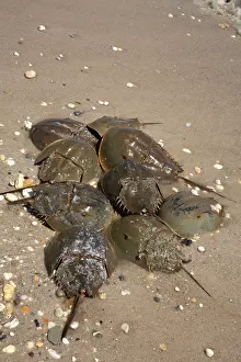 Limulus: Atlantic Horseshoe Crabs coming ashore to breed