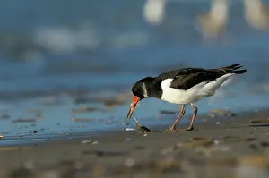 Clam: Atlantic Jackknife