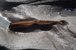 Jackknife: Atlantic Jackknife