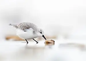 Sanderling: Atlantic Jackknife