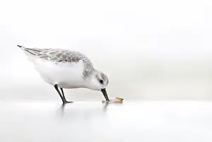 Sanderling: Atlantic Jackknife