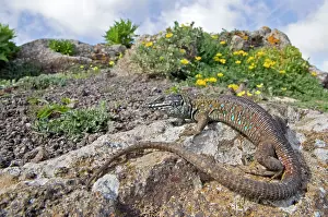 Atlantica: Atlantic Lizard