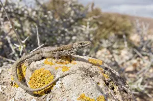 Atlantica: Atlantic Lizard - young female in habitat