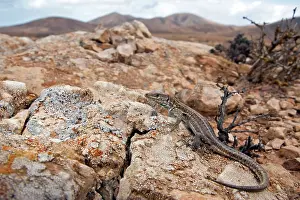 Canarias: Atlantic Lizard - young in habitat