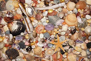 Seastars: Atlantic Mixed Shells - and starfish on beach