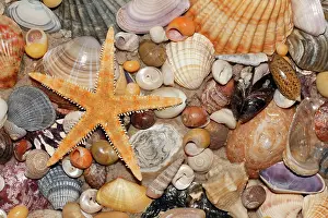 Seastars: Atlantic Mixed Shells - and starfish on beach