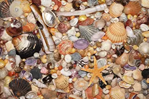 Shellfish: Atlantic Mixed Shells - and starfish on beach