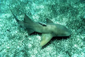 Ginglymostoma: Atlantic Nurse Shark