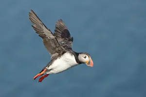 Melrakkasletta: Atlantic Puffin