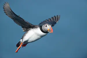 Melrakkasletta: Atlantic Puffin