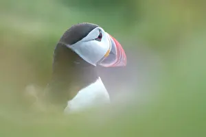 Melrakkasletta: Atlantic Puffin