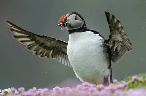 Armeria: Atlantic Puffin