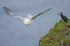 Armeria: Atlantic Puffin