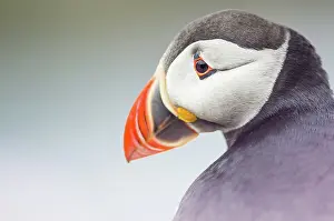 Noon: Atlantic Puffin