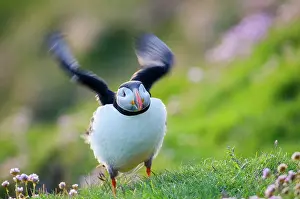 Sumburgh: Atlantic Puffin
