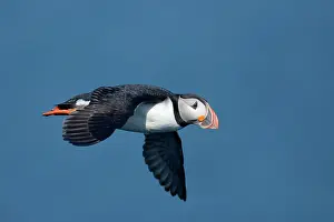Melrakkasletta: Atlantic Puffin