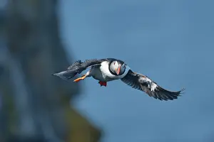 Melrakkasletta: Atlantic Puffin