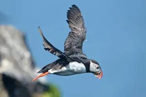 Melrakkasletta: Atlantic Puffin