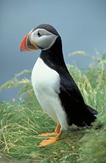 Webbed: Atlantic puffin
