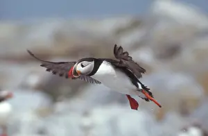 Alcid: Atlantic Puffin