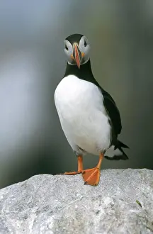 Machias: Atlantic Puffin