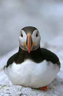 Machias: Atlantic Puffin