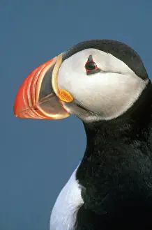 Alcid: Atlantic Puffin