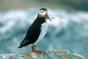 Twigs: Atlantic Puffin