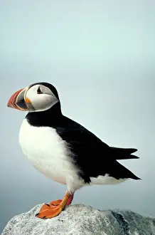 Puffins: Atlantic puffin