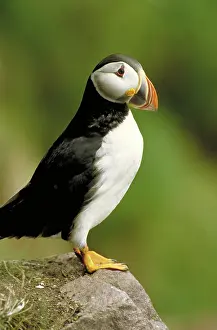 Puffins: Atlantic puffin