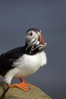 Puffins: Atlantic Puffin